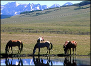 Colorado Horse Properties